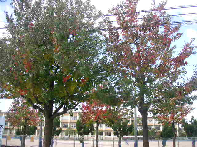 PICT2828_20101110134211.jpg