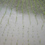 IMG_0002