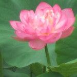 IMG_0009